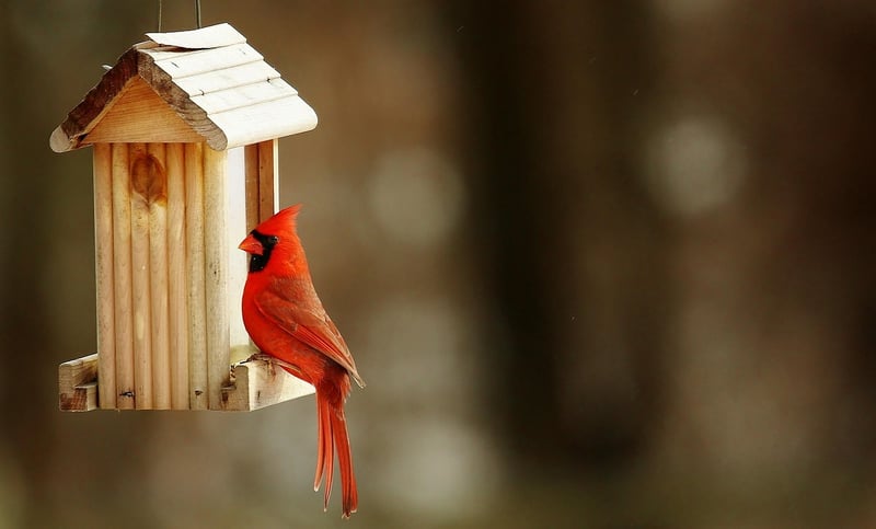 Upcycled Birdhouses