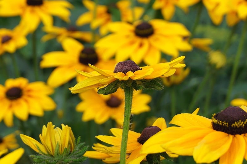 Purple Coneflower
