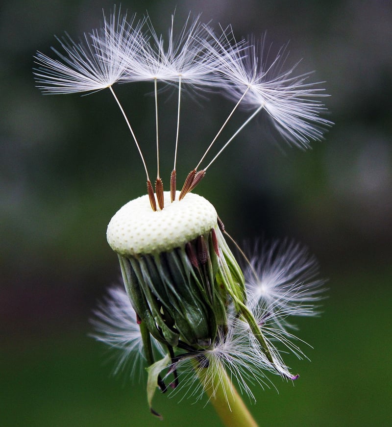 Dandelion in a garden